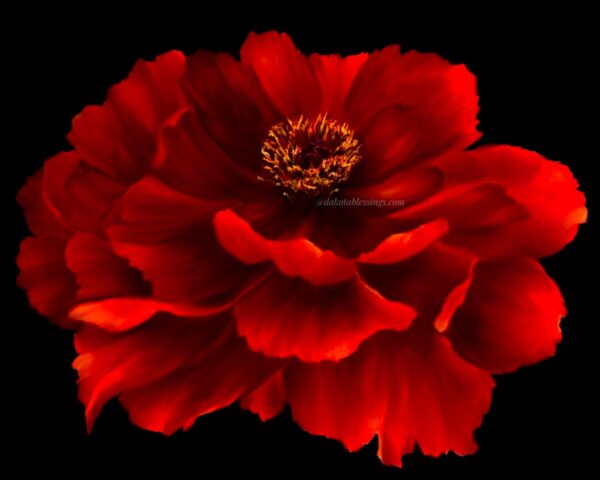 Product image of Peonie Floral Art Print