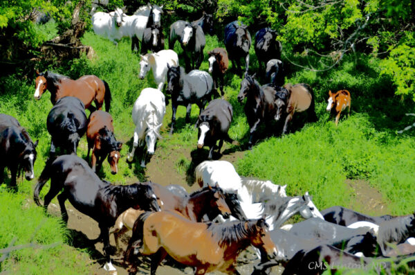 Product image of North Dakota Nokota Horses – Photo Cards