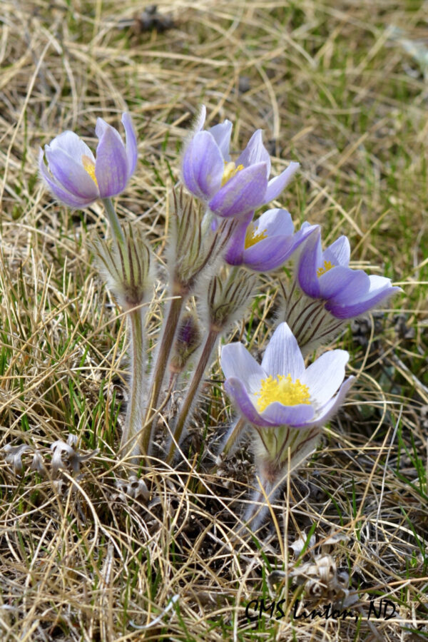 Product image of North Dakota Spring Crocuses (Set 1) Photo Notecards