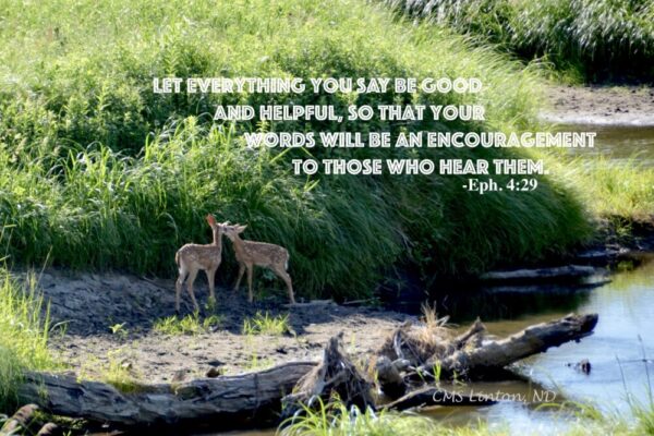 Product image of ND White Tail Fawns, Creekside – Photo Cards