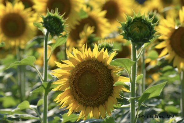 Product image of Ukrainian National Flower: Sunflower – Photo Notecards
