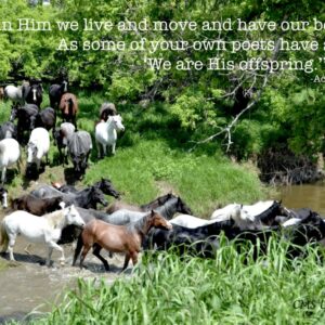 Product image of North Dakota Nokota Horses – Photo Cards