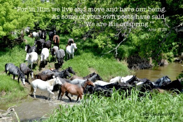 Product image of North Dakota Nokota Horses – Photo Cards