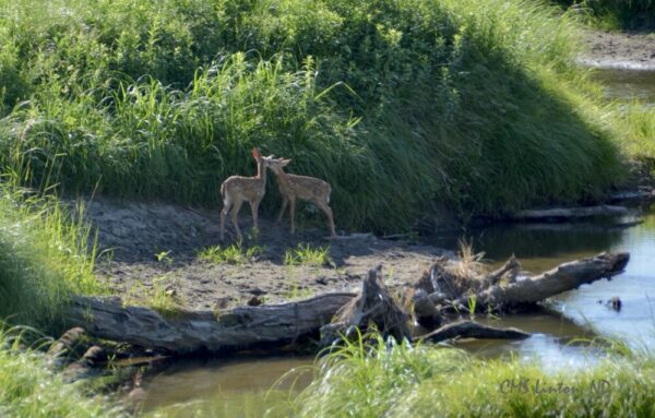 Product image of ND White Tail Fawns, Creekside – Photo Cards