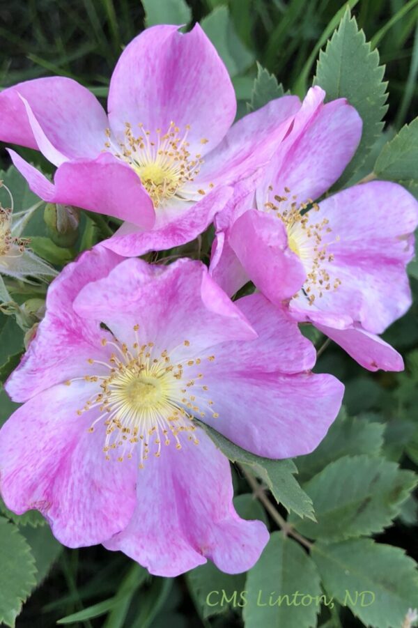 Product image of PRAIRIE ROSE North Dakota State Flower Photo Notecard