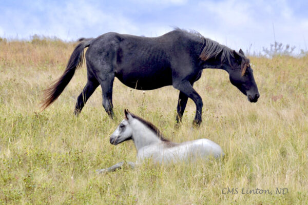 Product image of North Dakota Nokota Horses for a Mom – Photo Notecards