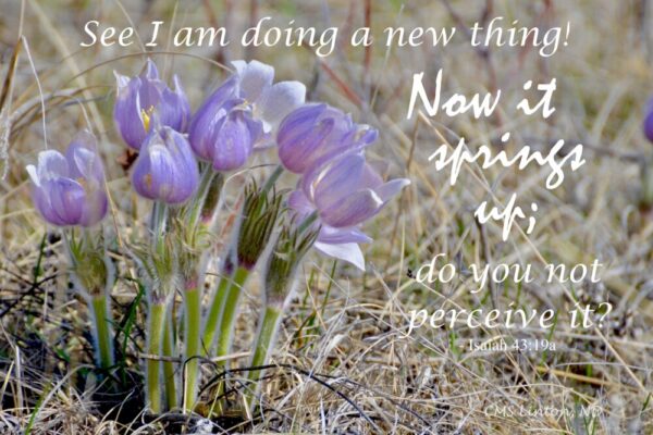 Product image of North Dakota, Spring Crocus, Photo Notecard