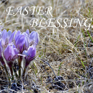 Product image of North Dakota Spring Crocuses (Set 1) Photo Notecards