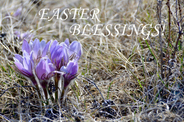 Product image of North Dakota Spring Crocuses (Set 1) Photo Notecards