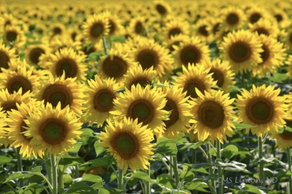 Product image of Ukrainian National Flower: Sunflower – Photo Notecards