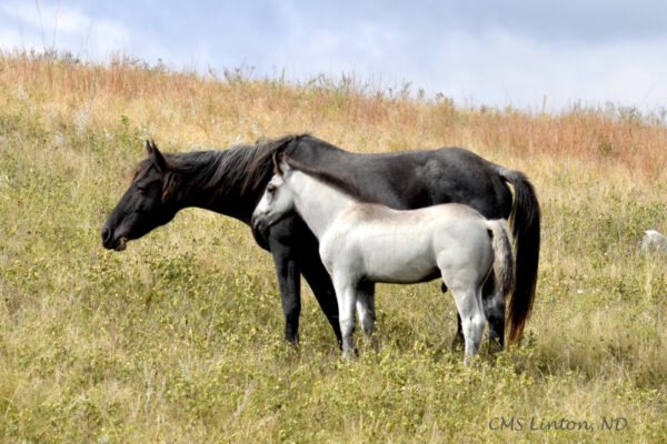 Product image of North Dakota Nokota Horses for a Mom – Photo Notecards