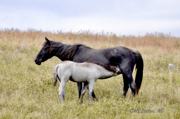 Product image of North Dakota Nokota Horses for a Mom – Photo Notecards