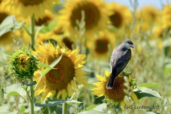 Product image of Ukrainian National Flower: Sunflower – Photo Notecards