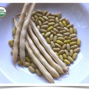 Shop North Dakota Bean, Dry: Arikara Yellow dry bean
