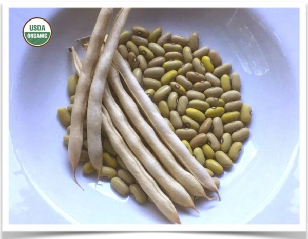 Product image of Bean, Dry: Arikara Yellow dry bean