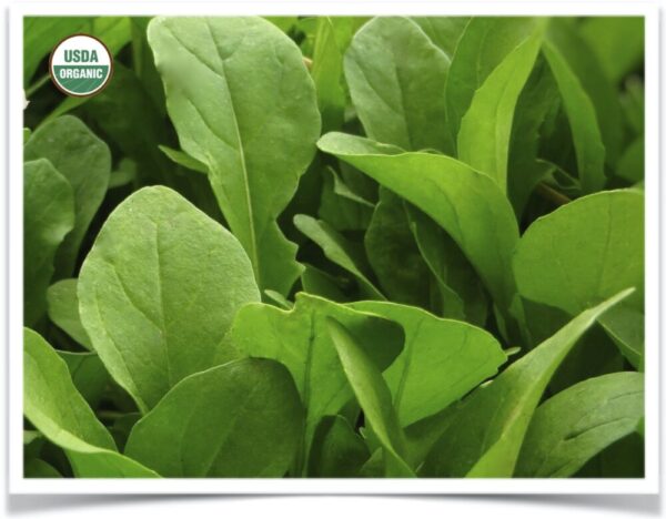 Product image of Arugula: Astro