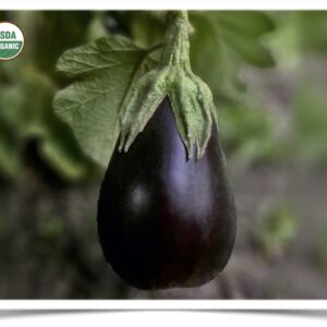 Shop North Dakota Eggplant: Black Beauty