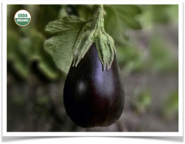 Product image of Eggplant: Black Beauty