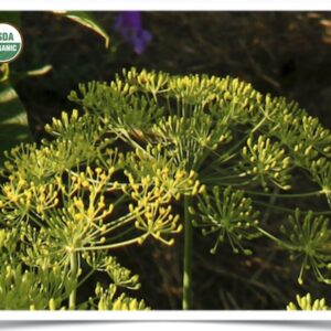 Product image of Herb, Dill: Bouquet