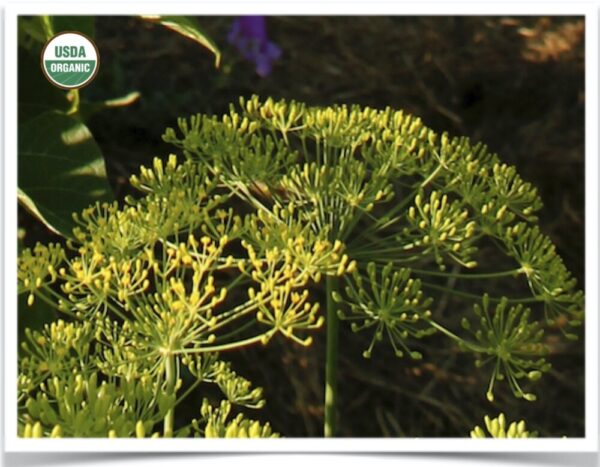 Product image of Herb, Dill: Bouquet