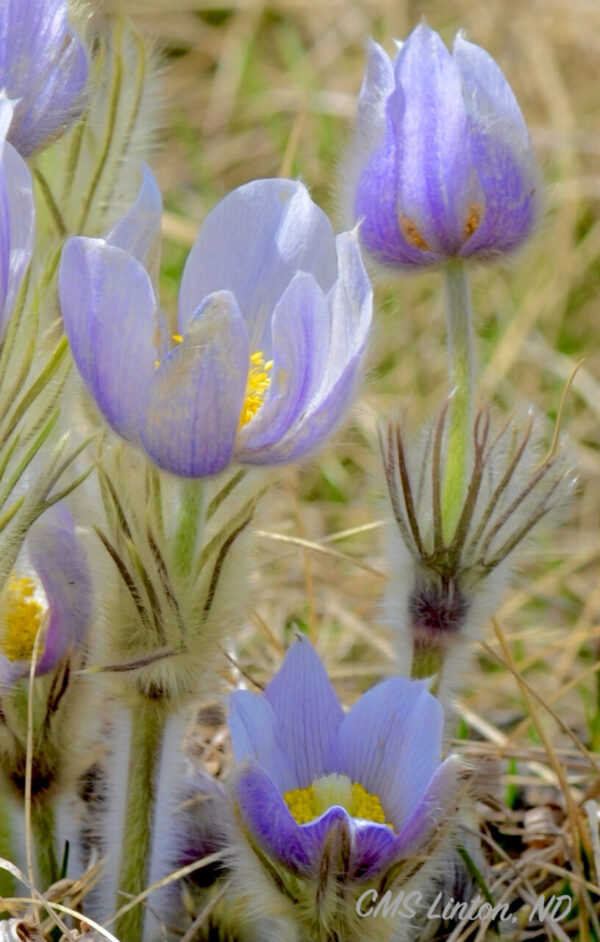 Product image of North Dakota Spring Crocuses (Set 1) Photo Notecards