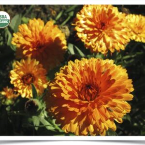 Product image of Flower: Calendula