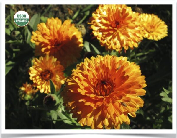 Product image of Flower: Calendula