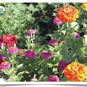Product image of Flower, Zinnia: California Giant