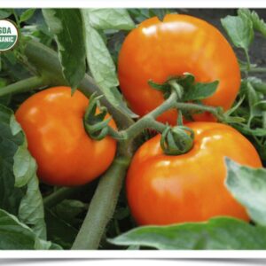 Product image of Tomato: Caro Rich