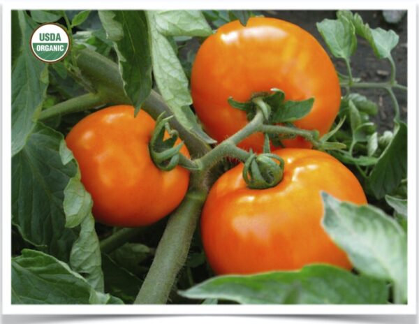 Product image of Tomato: Caro Rich