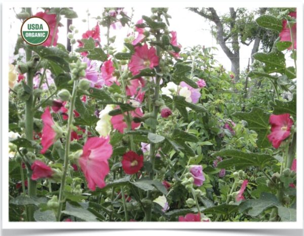 Product image of Flower, Hollyhock: Cottage Garden Mix