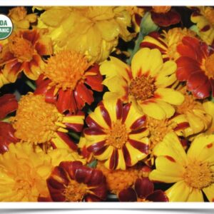 Product image of Flower, Marigold: Dakota Gold Mix