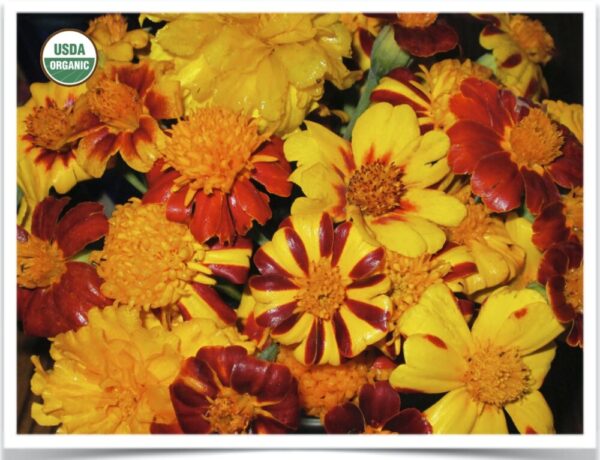 Product image of Flower, Marigold: Dakota Gold Mix