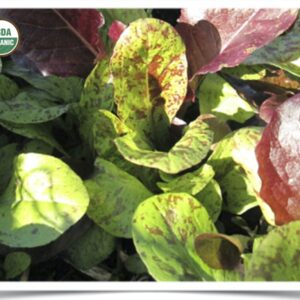 Product image of Lettuce: Dakota Lettuce