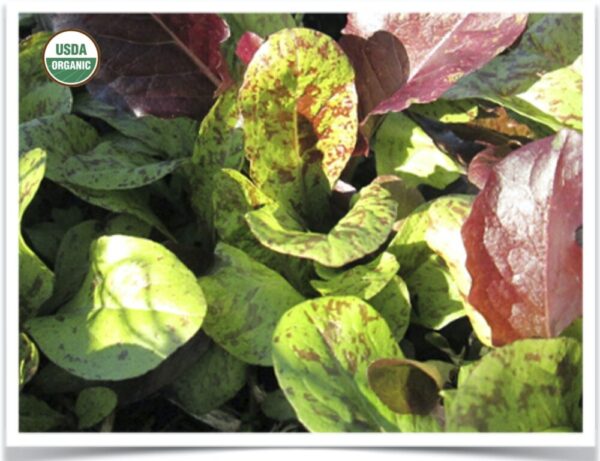 Product image of Lettuce: Dakota Lettuce