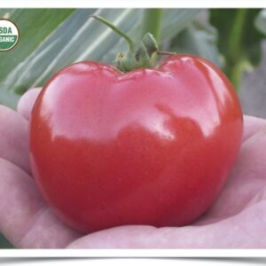 Product image of Tomato: Dakota Sport