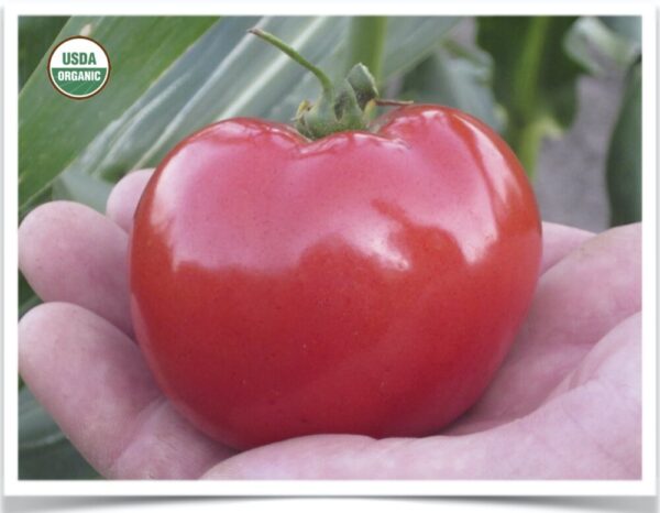 Product image of Tomato: Dakota Sport