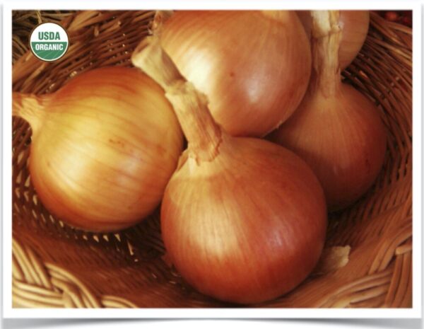 Product image of Onion: Dakota Tears