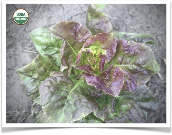 Product image of Lettuce: Brown Dutch