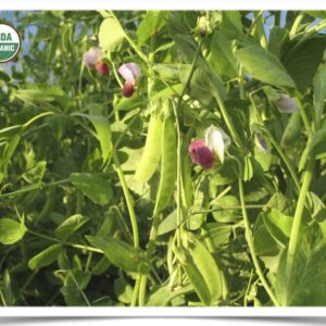 Product image of Peas, Snow: Dwarf Grey