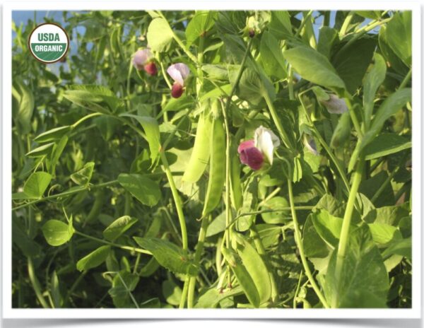 Product image of Peas, Snow: Dwarf Grey