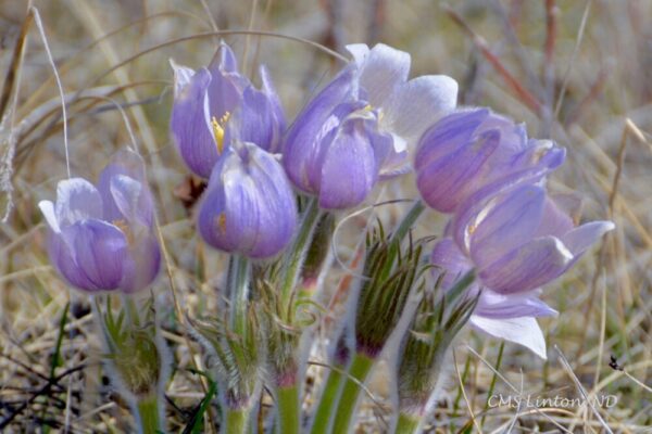 Product image of North Dakota, Spring Crocus, Photo Notecard