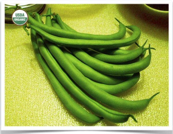 Product image of Bean, Green: Early Contender