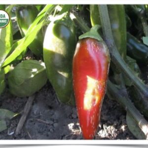 Product image of Pepper: Early Jalapeño