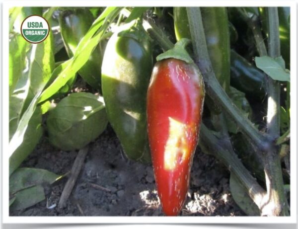 Product image of Pepper: Early Jalapeño