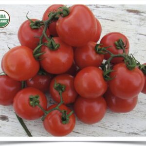 Product image of Tomato, Cherry: Fox Cherry