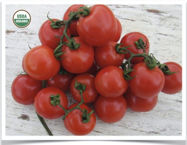 Product image of Tomato, Cherry: Fox Cherry