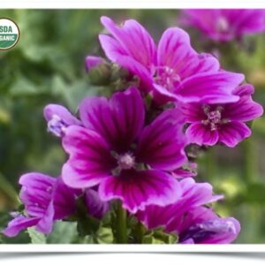 Product image of Flower, Malva: French Mallow