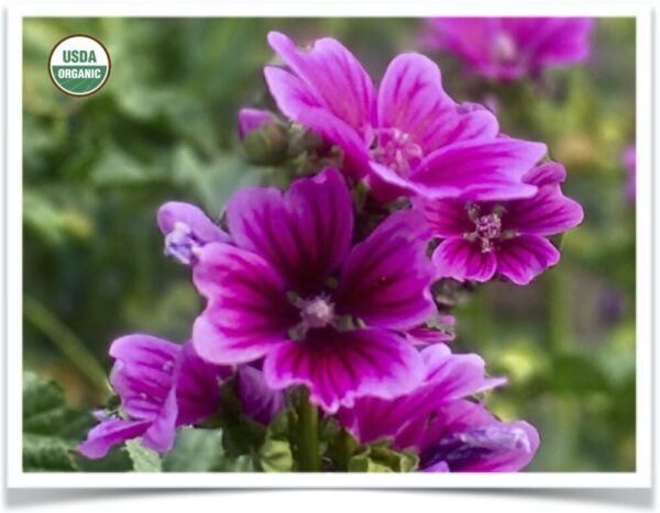 Product image of Flower, Malva: French Mallow