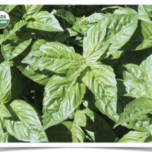 Product image of Herb, Basil: Genovese